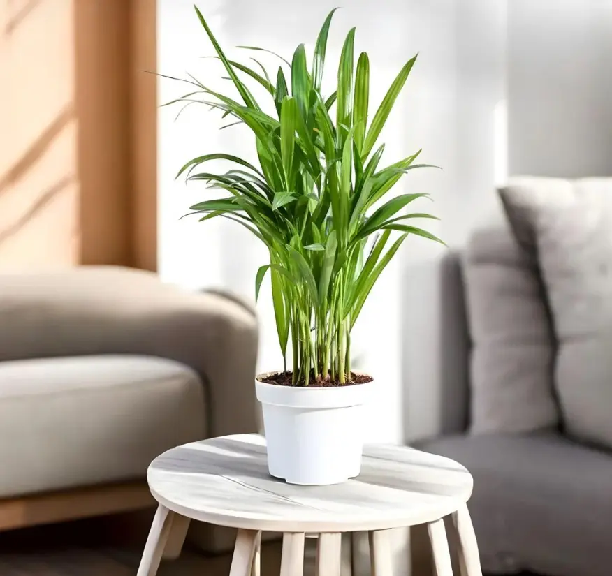 Areca Palm Plant
