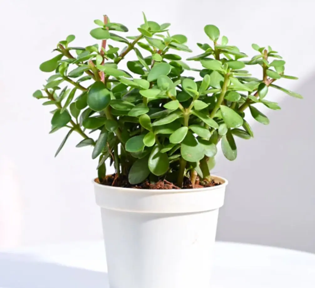 Jade Plant