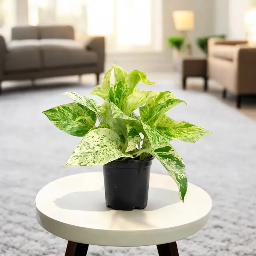 Money Plant