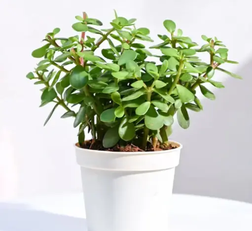 Jade Plant