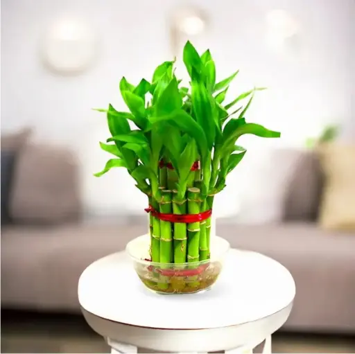 Lucky Bamboo Plant