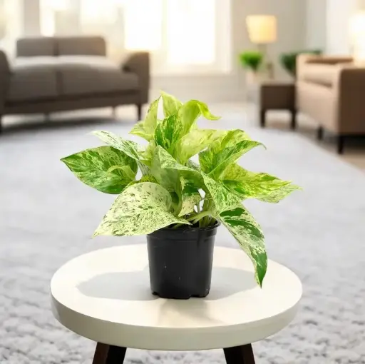Money Plant