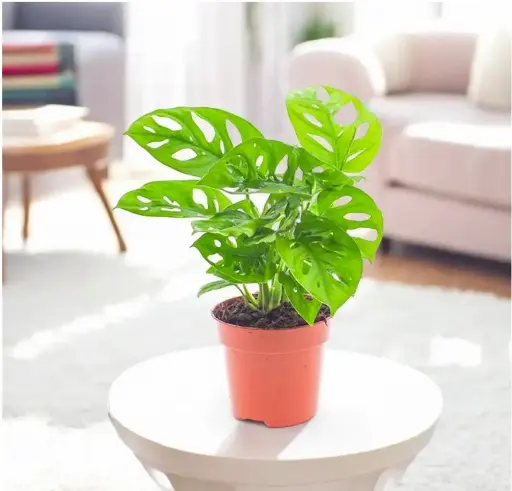 Monstera Creeper Plant